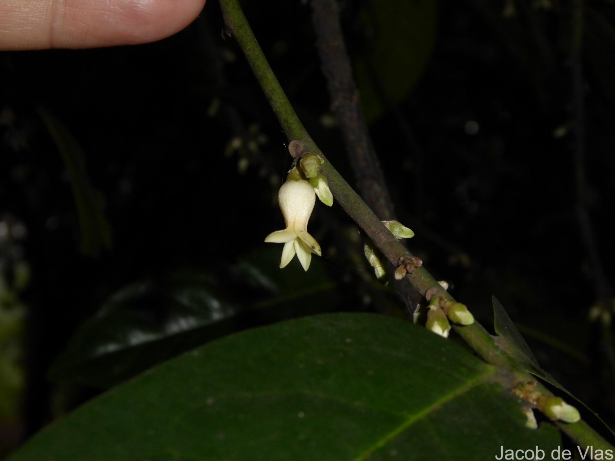 Diospyros walkeri (Wight) Gürke